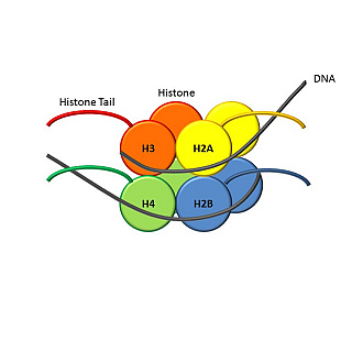 Disease discoveries unlock door to diagnosis and new treatments