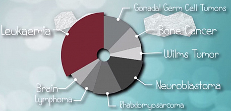 Acute lymphoblastic leukaemia (ALL) study video