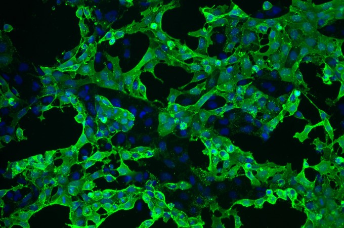 Manchester Regenerative Medicine (MaRM) Network Launch Event 23 May