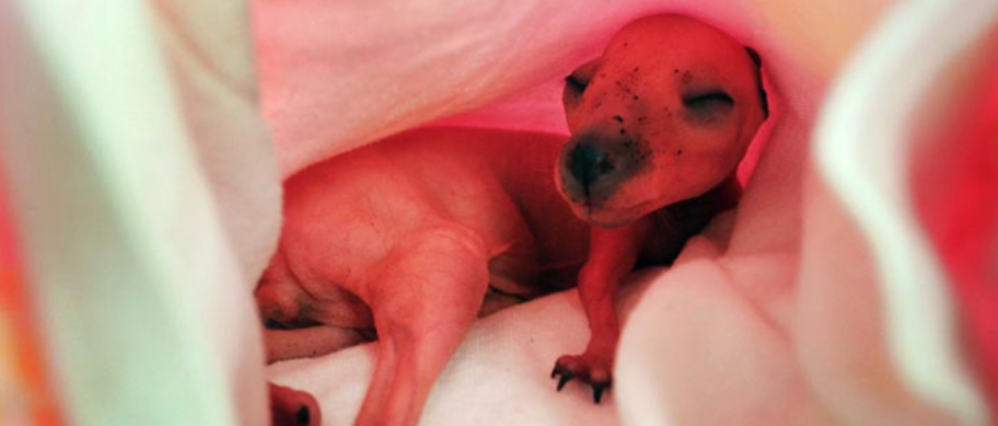 Researchers link hormone production in baby wallabies to why some human girls are born with genitalia that appear more male than female